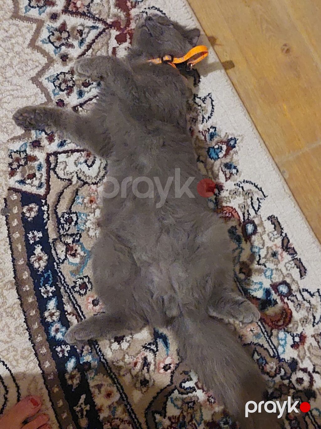 Erkək, Yaxşı əllərə — Pişiklər, Gəncə (3)