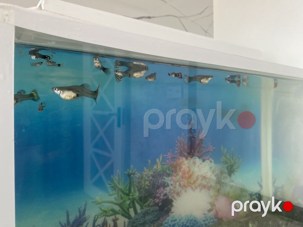 Dördbucaq akvarium, Balıqlarla birlikdə, 20 l, Ünvandan götürmə, Ödənişli çatdırılma — Akvariumlar və balıqlar, Digah (5)