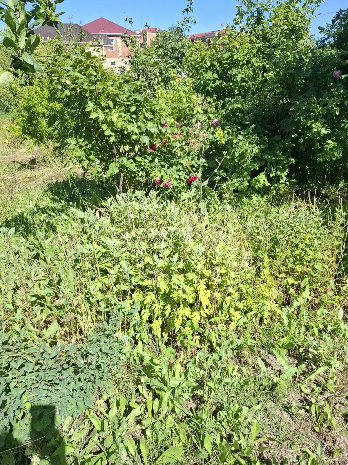 Torpaq sahəsi satılır Müşfiqabad qəsəbəsində — Torpaq, Bakı (4)