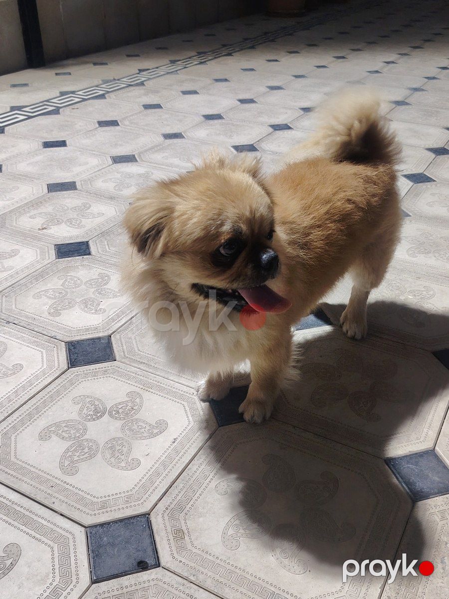 Pekines — Köpəklər, Bakı (6)