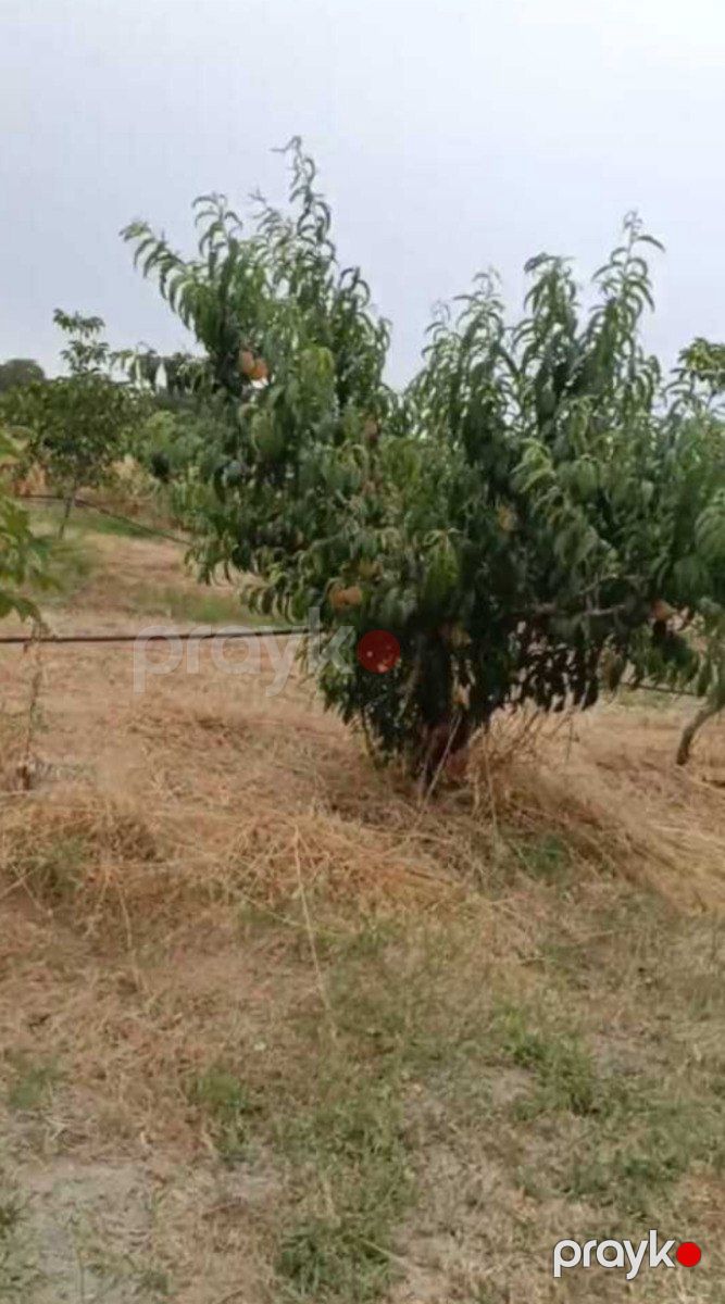 Satılır torpaq 127 sot — Torpaq, Xaçmaz (7)