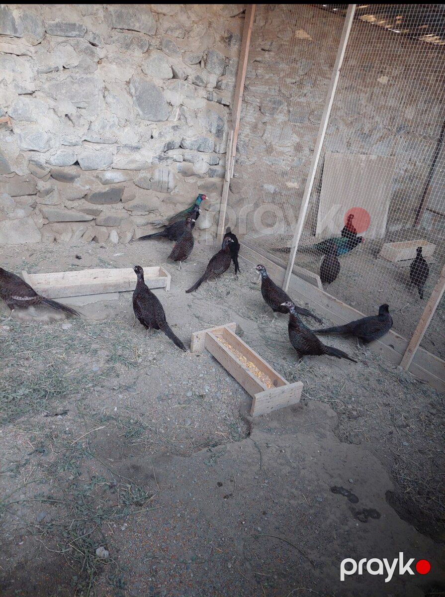 Qırqovullar — Quşlar, Ağdaş (4)