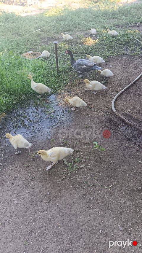 Cins lal ördəklər — Bakı