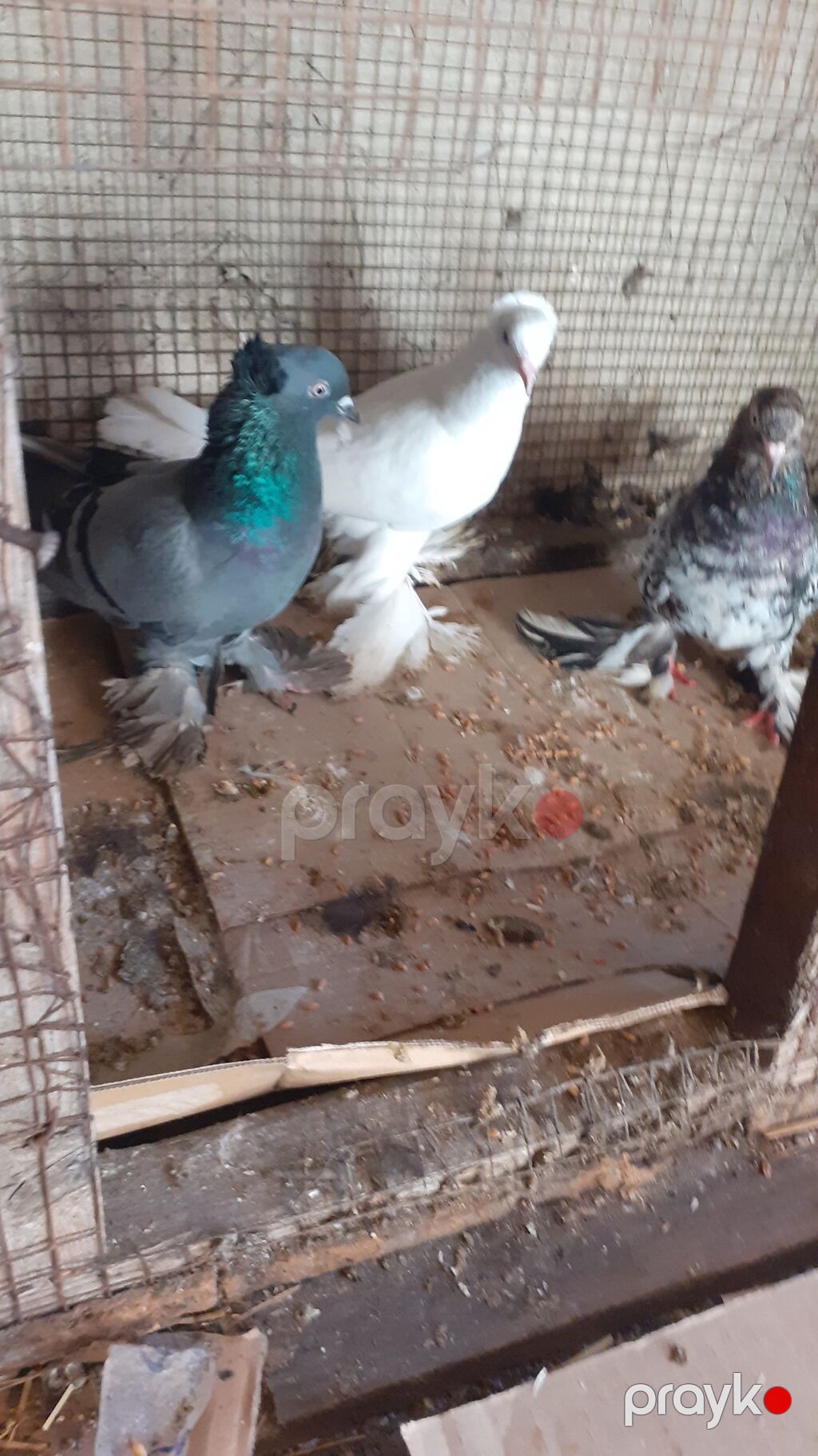 Cins göyərçinlər – 3 ədəd iri lelekli kekilli quslar satilir goy — Göyərçin, Digah (5)
