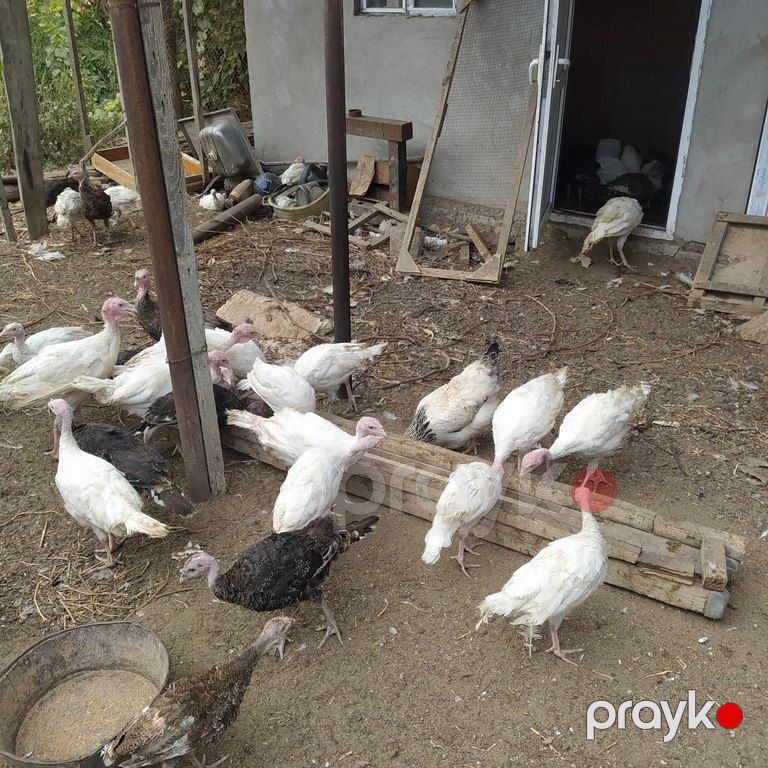 Hinduşka cücələri — Quşlar, Bakı (8)