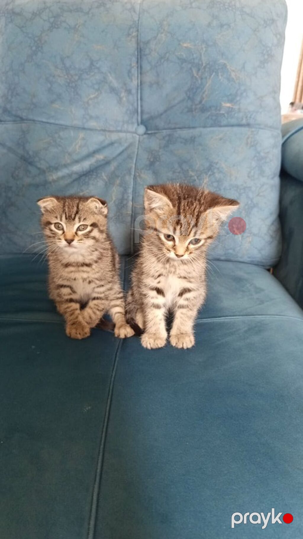 Tabbi — Pişiklər, Sumqayıt (3)