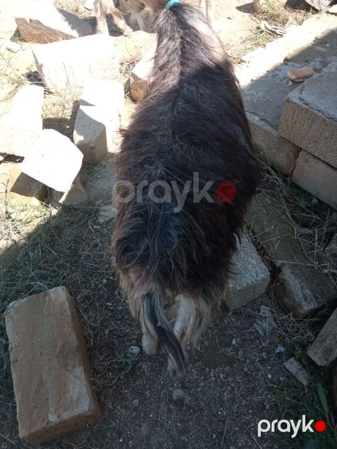 Keci satilir.1 erkey, 1 disi.Erkey 8 ayliqdi ag renh,disi qara reng 2 — Novxanı