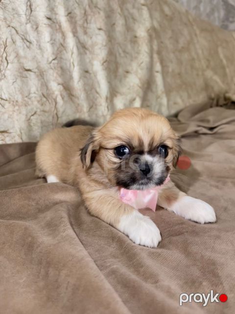 Pekines — Bakı