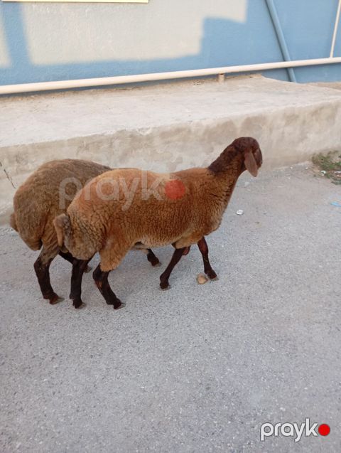 Maşallah 7aylıq erkeydi qiymete göre narahat etme — Xırdalan