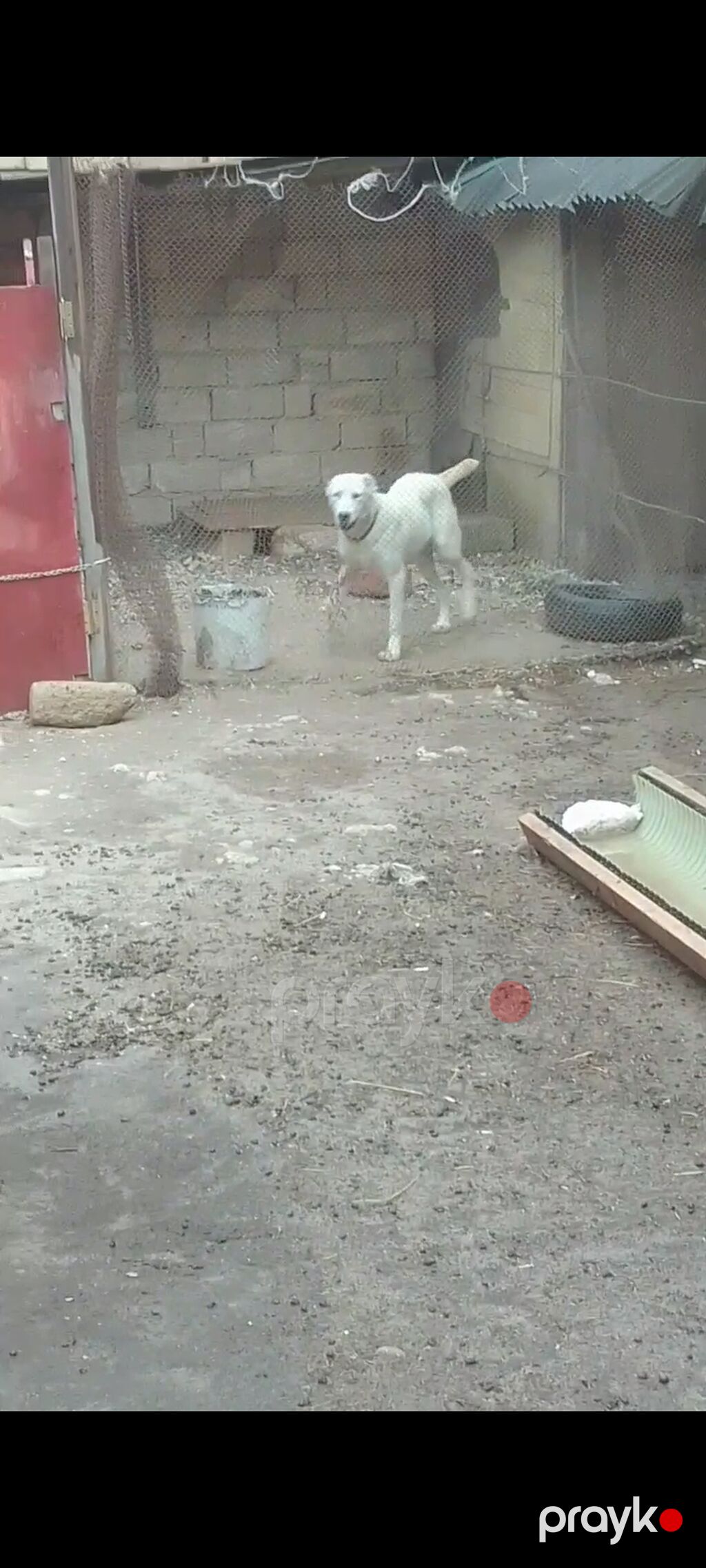 Salam bu gözəliyi satıram nadirən göz rəngi var başı çıxanlar bilir — Köpəklər, Bakı (5)