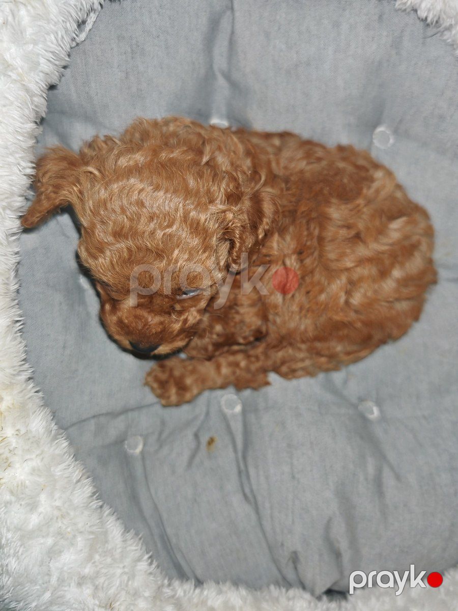Maltipoo — Köpəklər, Bakı (5)