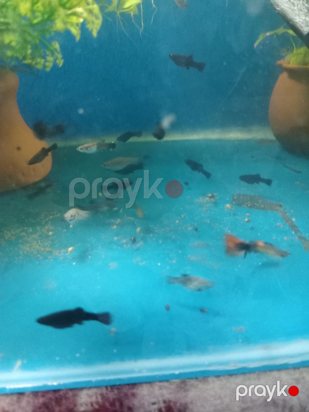 Quppi balığı — Akvariumlar və balıqlar, Bakı (4)