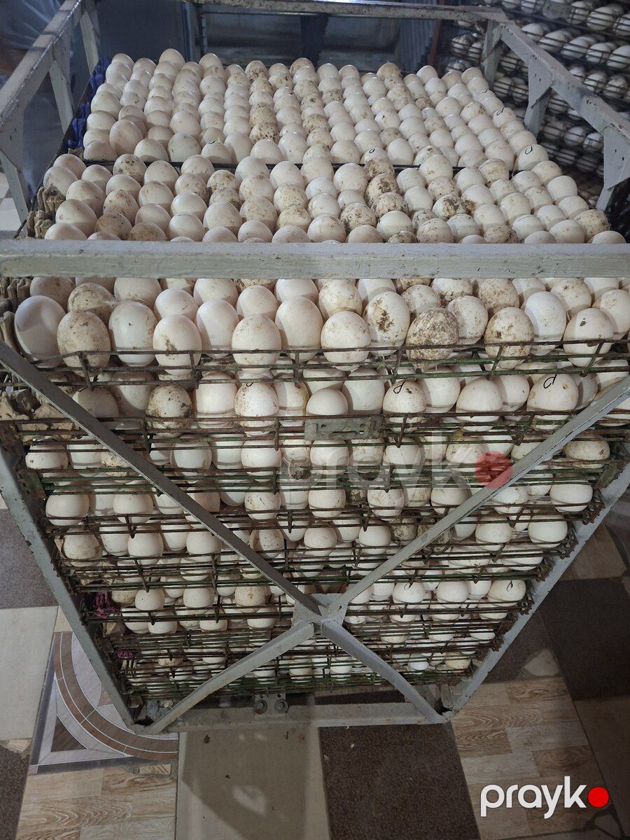 Pekin ördəyi yumurtaları — Quşlar, Gəncə (5)