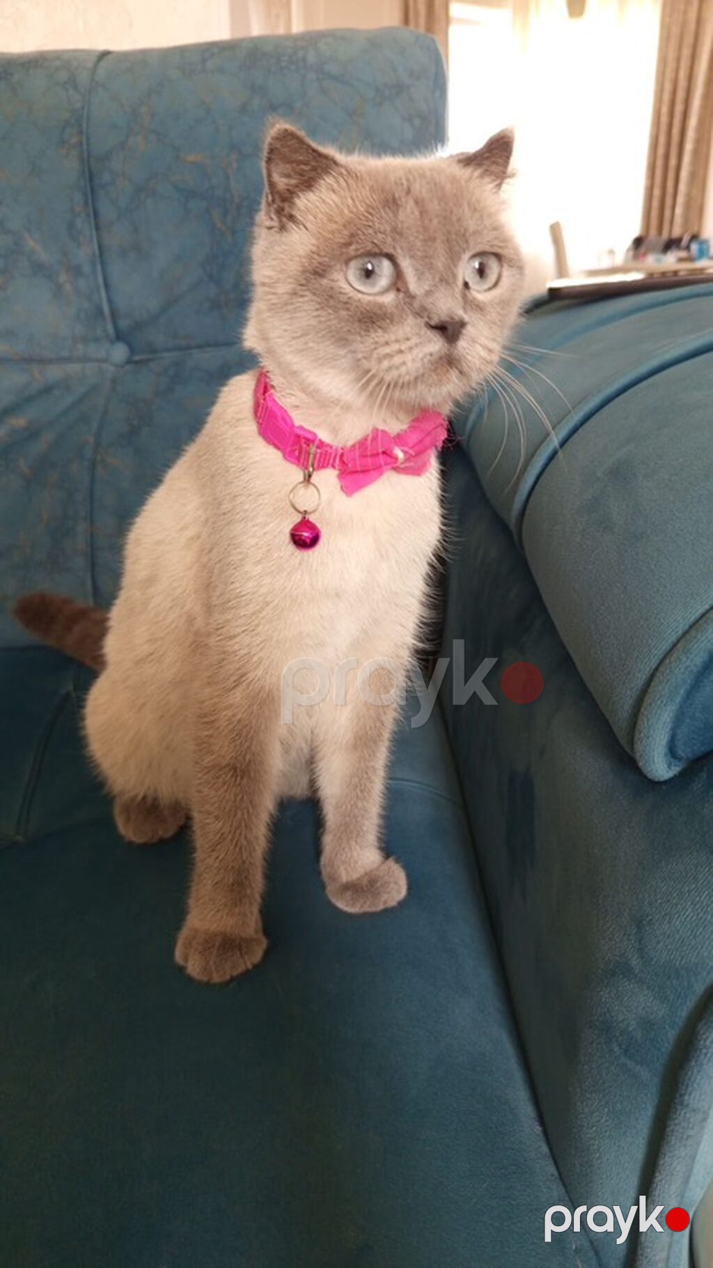 Tabbi — Pişiklər, Sumqayıt (2)