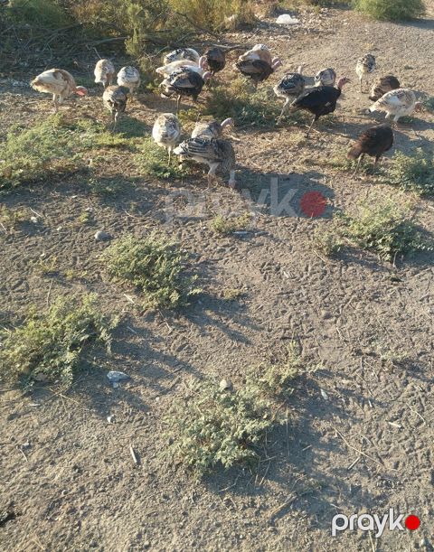 Hinduşka satılır biri 25 AZN — Zərdab