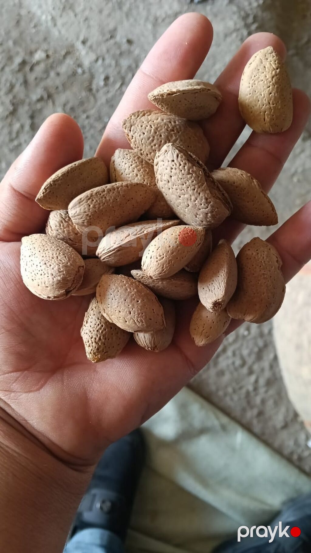 Məhsul: Qabıqlı badam Təsvir: - Təbii qabığında, tam dənələr - Bütöv — Qida məhsulları, Goranboy (2)