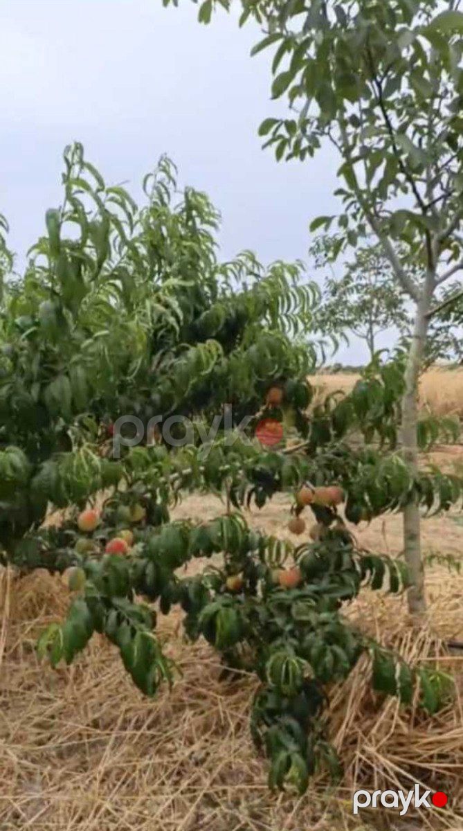 Satılır torpaq 127 sot — Torpaq, Xaçmaz (2)