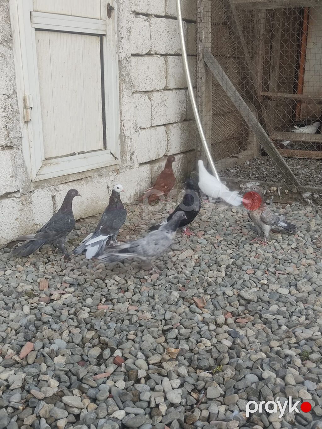 Enli Quyruqlar Tək Təkdə satılır Optovoy Satılır 10 Manatdan 30 manata — Göyərçin, Mehdiabad (2)
