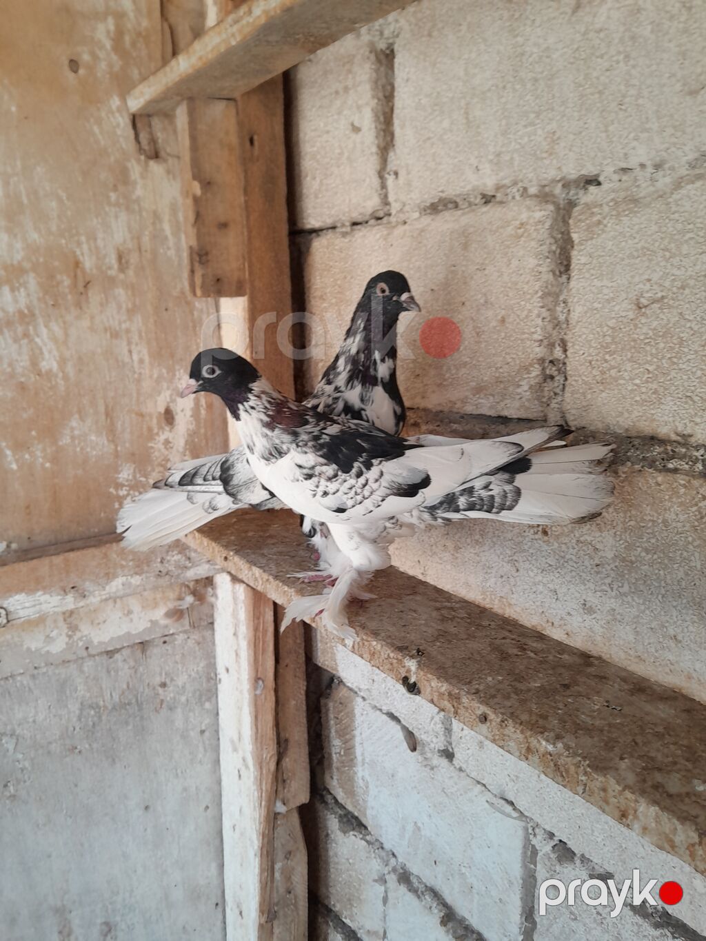 Qarabasllar yumrta ustundedi. hundur ayaq 18 19 tuk tam saglamdi — Göyərçin, Bərdə (2)