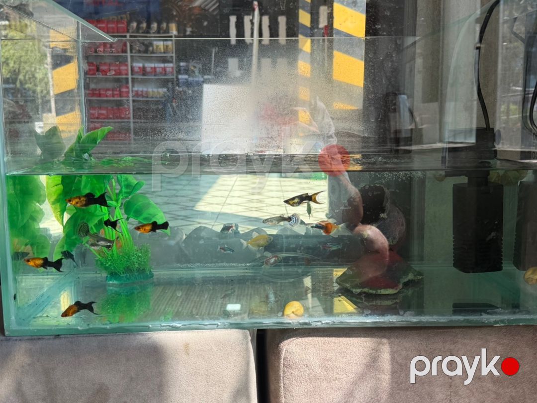 Akvarium və balıqlar (Pulsuz) — Akvariumlar və balıqlar, Sumqayıt (2)
