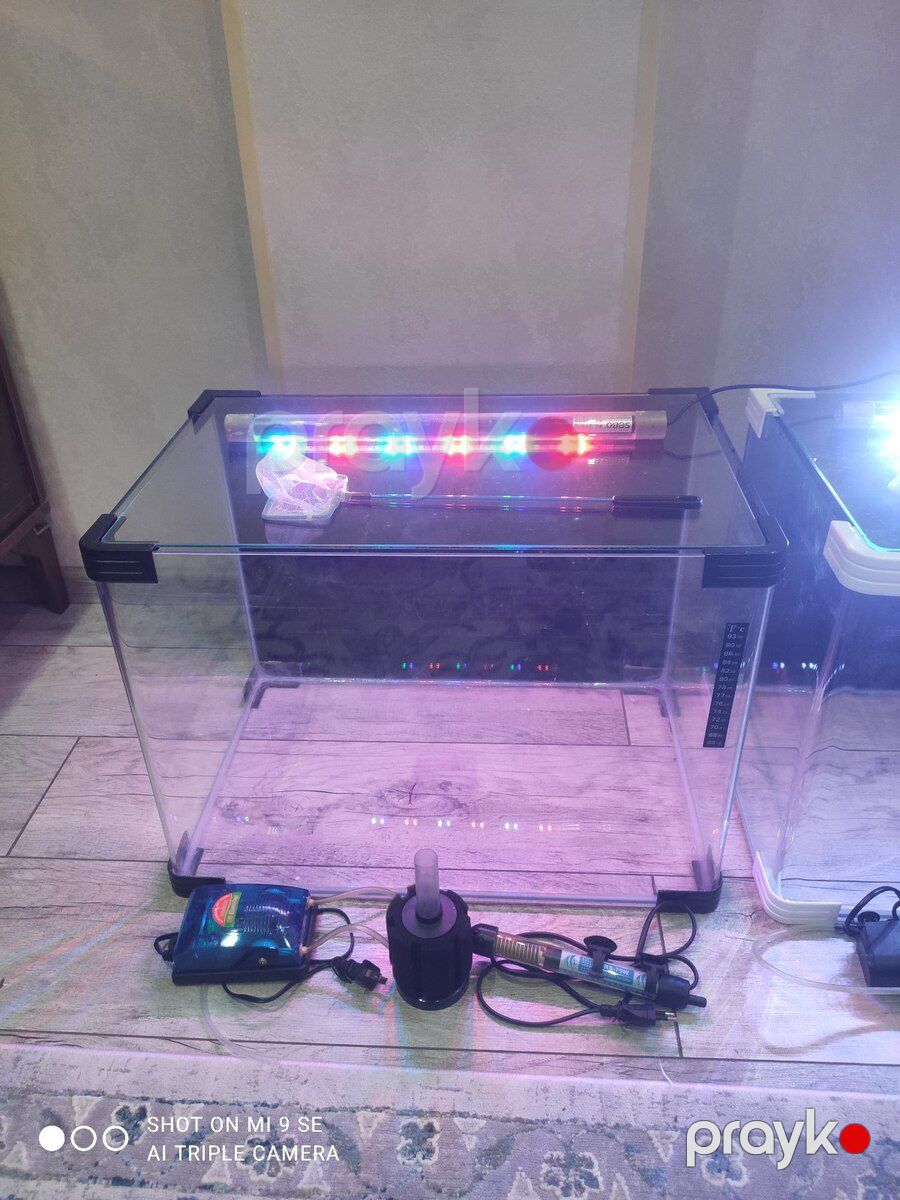 Akvariumlar — Akvariumlar və balıqlar, Bakı (2)