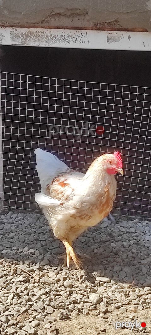 Toyuq xoruz Lohman Braun 4 aylıq xoruzları banlayir 2 xoruz istəyən — Digah