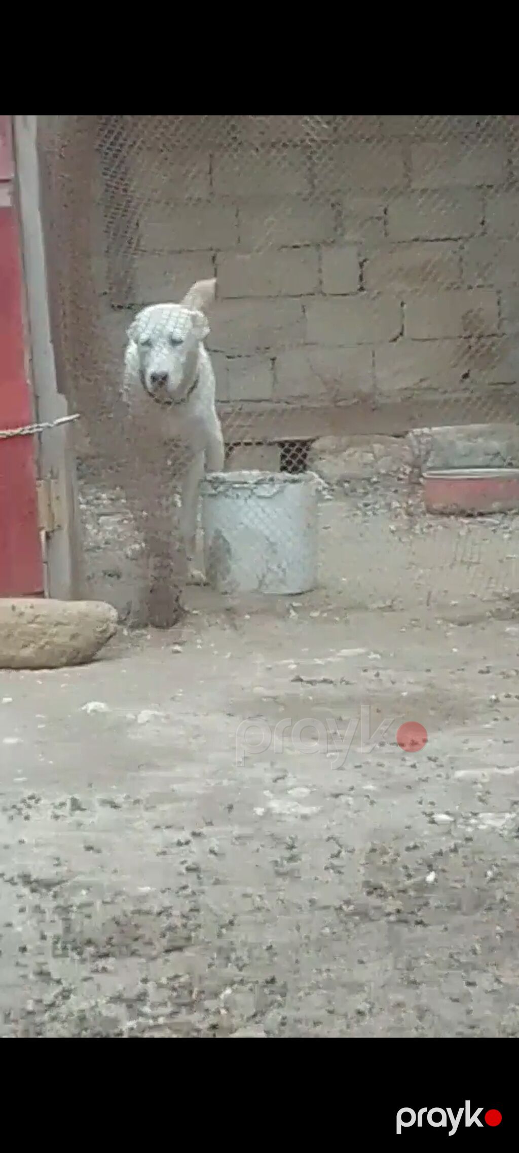Salam bu gözəliyi satıram nadirən göz rəngi var başı çıxanlar bilir — Köpəklər, Bakı (3)