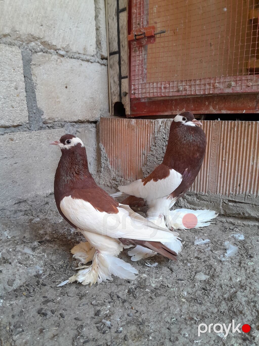 Salam olsun her kese dutular saglam ve arginal heyvanlardi. hal — Göyərçin, Bərdə (3)