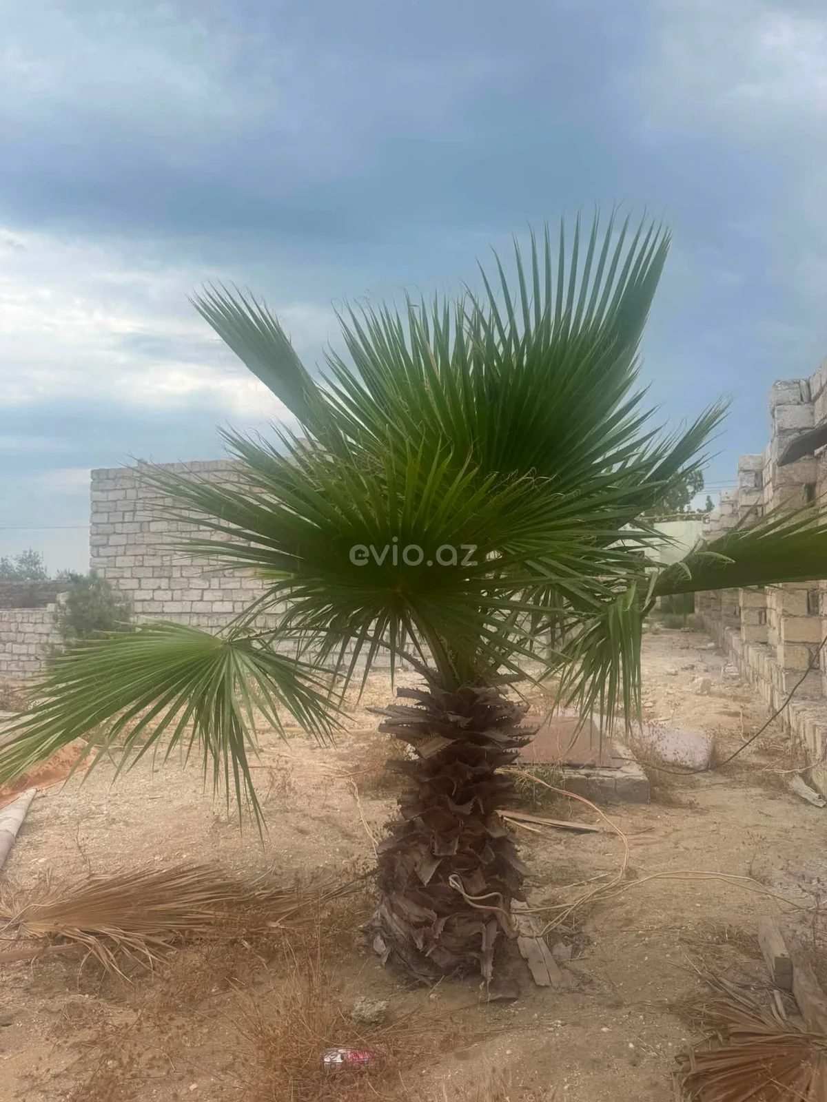 3 otaqlı bağ evi satılır Türkan qəsəbəsində — Ev, villa, Bakı (8)