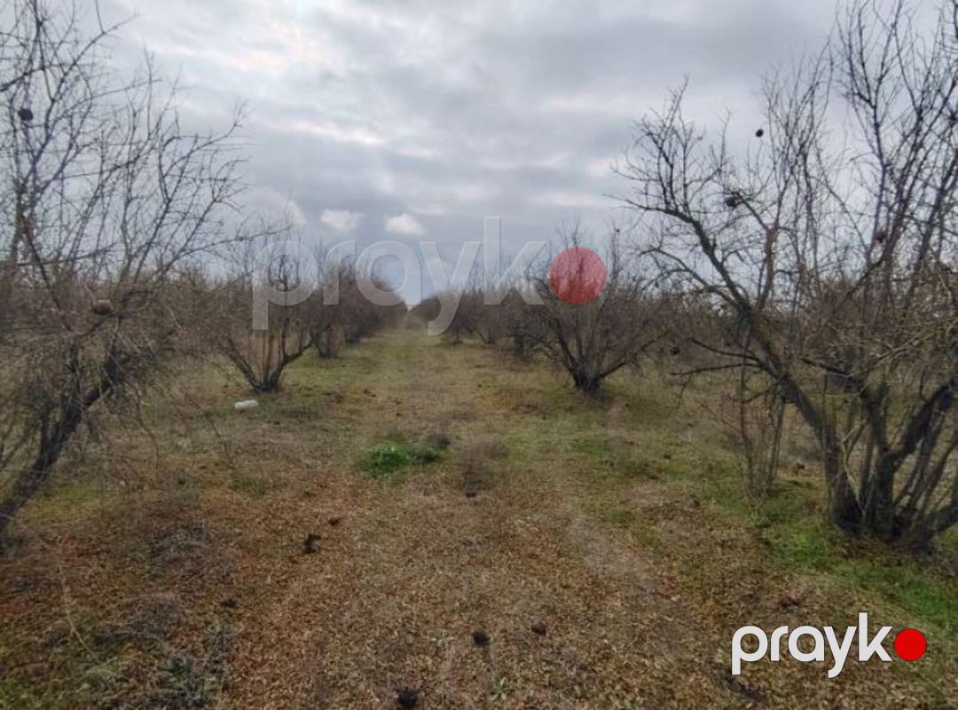 Satılır torpaq 12229.4 sot — Torpaq, Biləsuvar (3)
