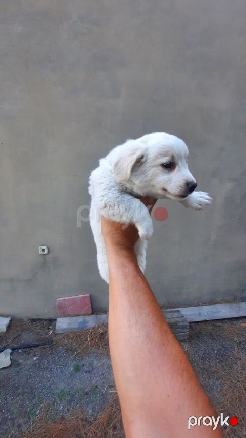 Labrador Retriver balası — Bakı