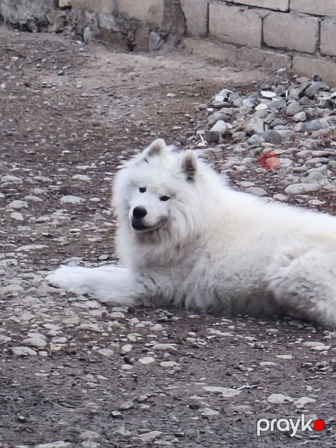 Samoyed, Erkək — Goranboy
