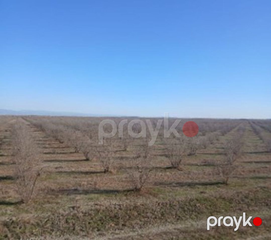 Satılır torpaq 8217 sot — Torpaq, Kürdəmir (5)