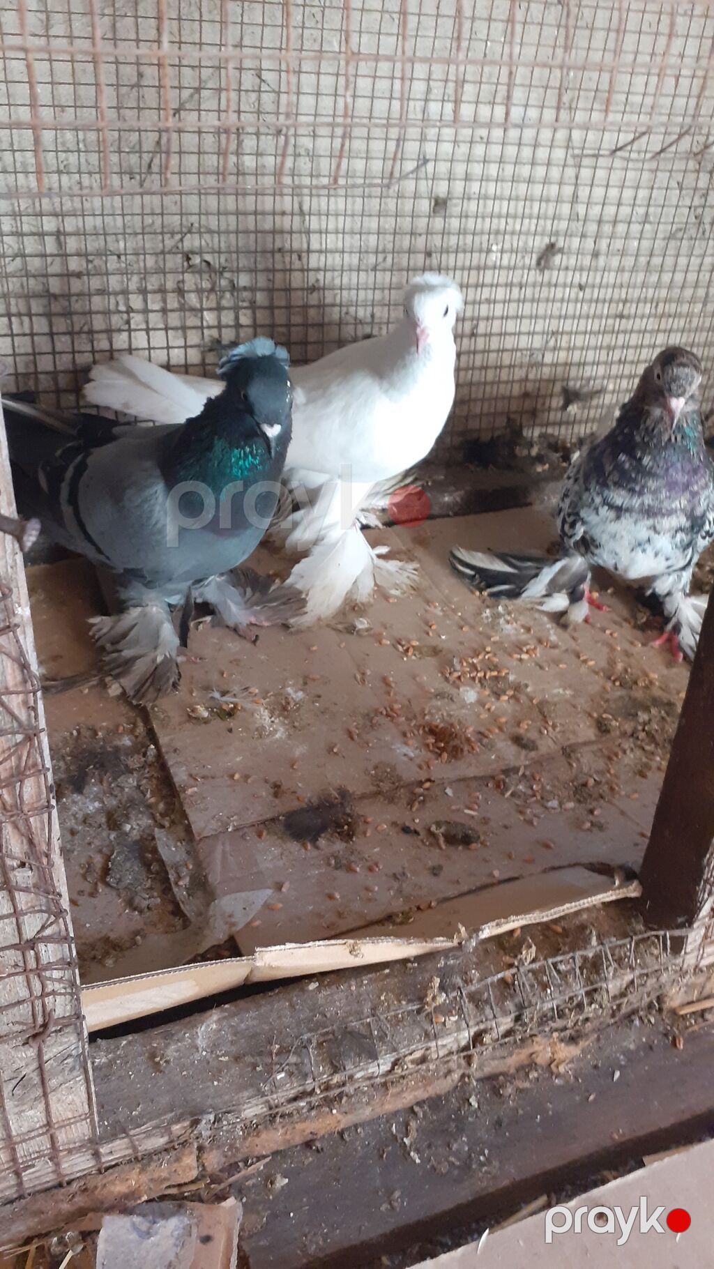 Cins göyərçinlər – 3 ədəd iri lelekli kekilli quslar satilir goy — Göyərçin, Digah (2)