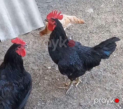 5 edet temiz qan 6 aylıg afstroloq cinsi var 3 fere 2 xoruz fereler — Gəncə