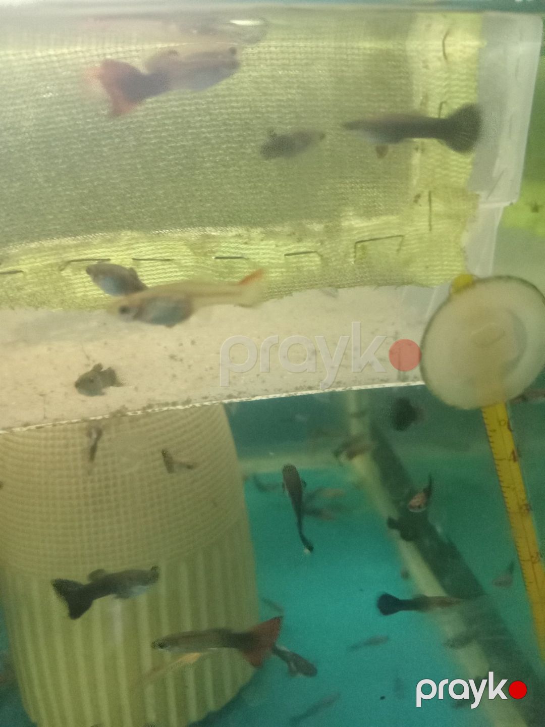 Quppi balığı — Akvariumlar və balıqlar, Bakı (7)