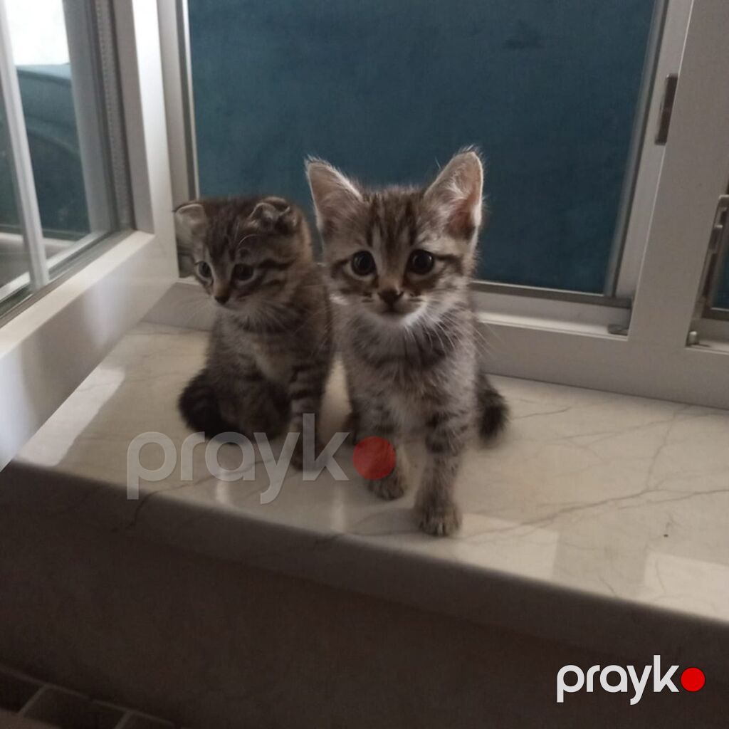 Tabbi — Pişiklər, Sumqayıt (6)