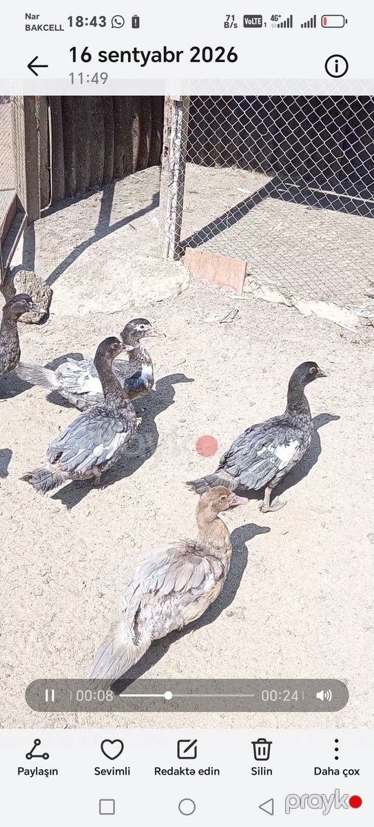 Ördəklər — Quşlar, Bakı (3)