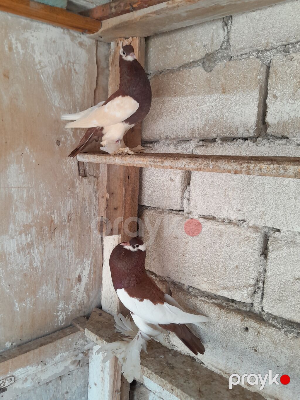 Salam olsun her kese dutular saglam ve arginal heyvanlardi. hal — Göyərçin, Bərdə (2)