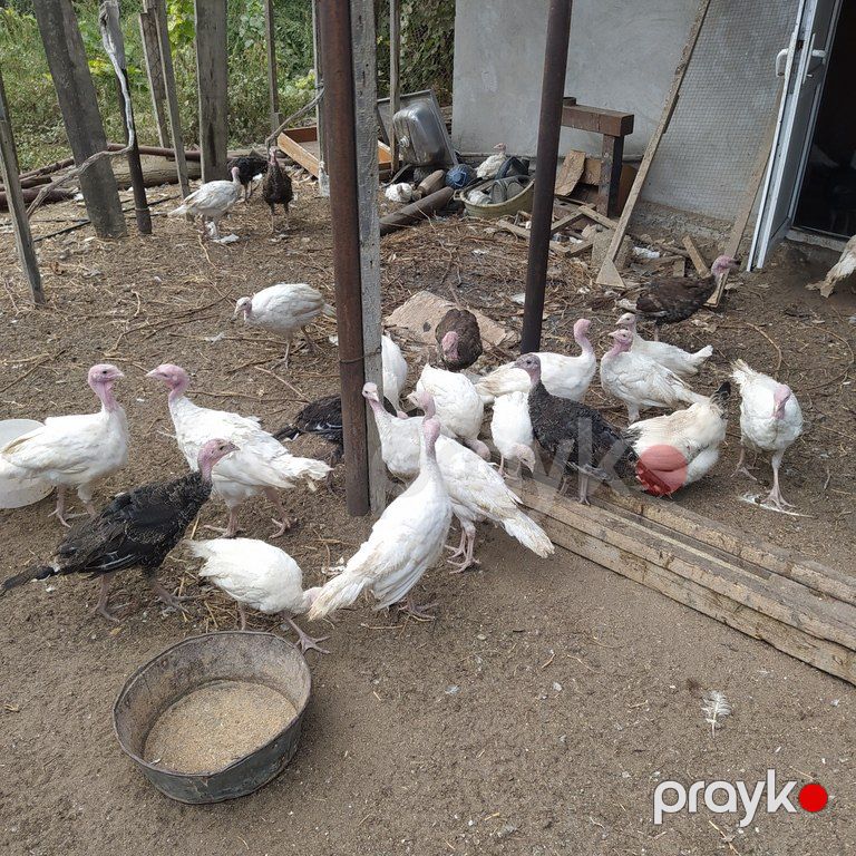 Hinduşka cücələri — Quşlar, Bakı (10)