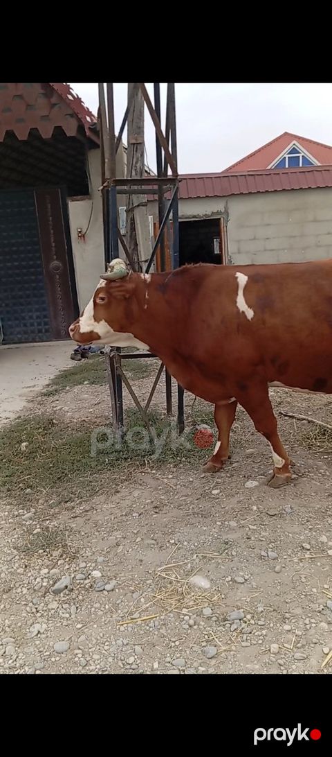 Simmental inək — Xaçmaz