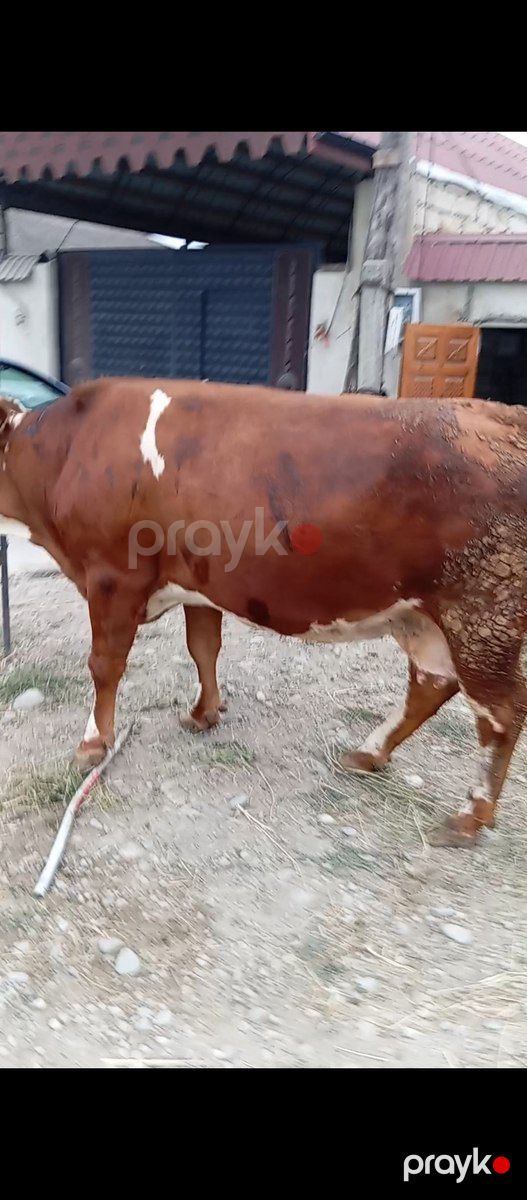 Simmental inək — Kənd təsərrüfatı heyvanları, Xaçmaz (8)