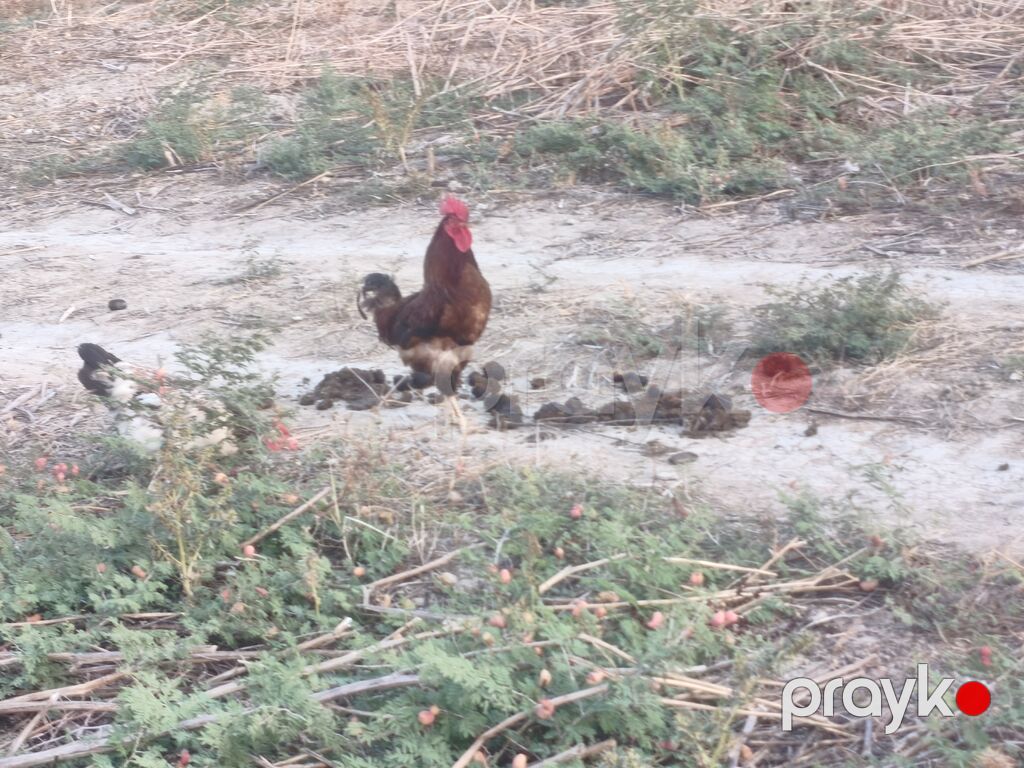 Toyuq, Damazlıq — Toyuq və xoruz, Ağsu (4)