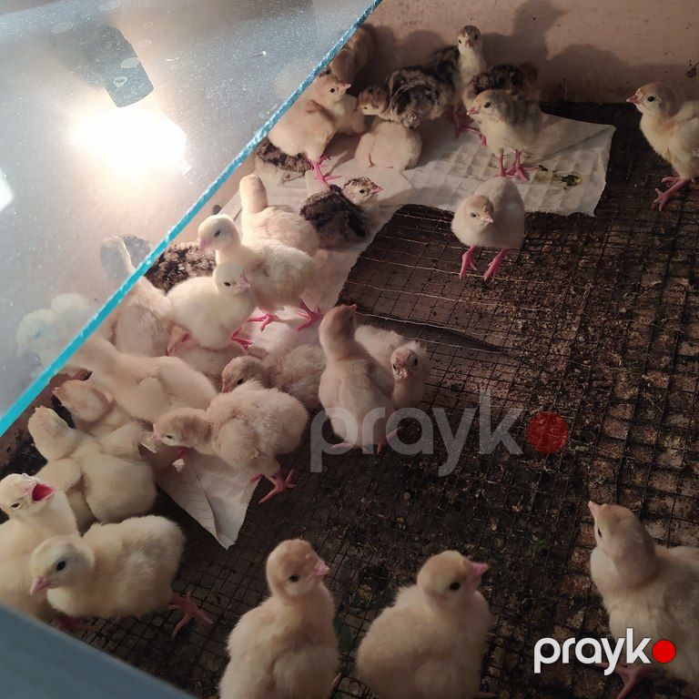 Hinduşka cücələri — Quşlar, Bakı (4)