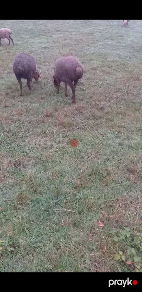 Salam 2 ədəd qoça gelen sisek satılır yanvarda doğacaq itsiyen elqe — Qusar