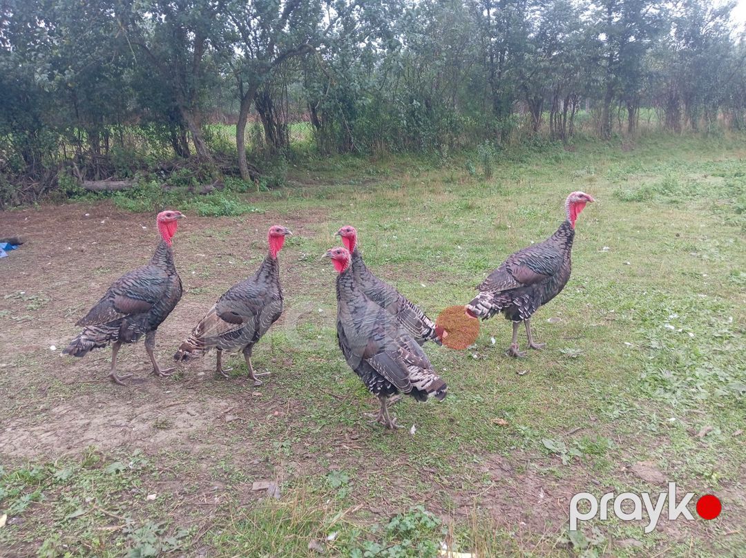 Hinduşkalar — Quşlar, Qusar (2)