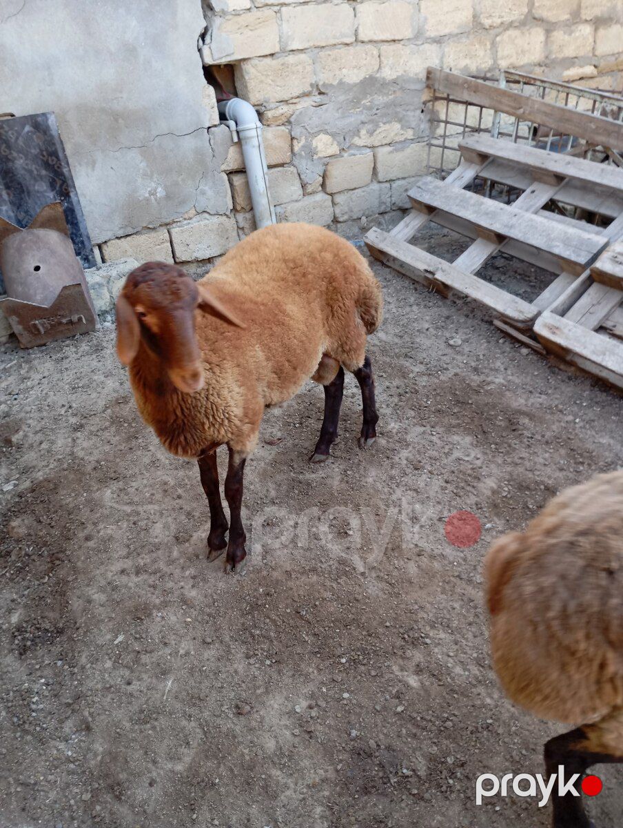 Erkək quzu — Kənd təsərrüfatı heyvanları, Xırdalan (2)