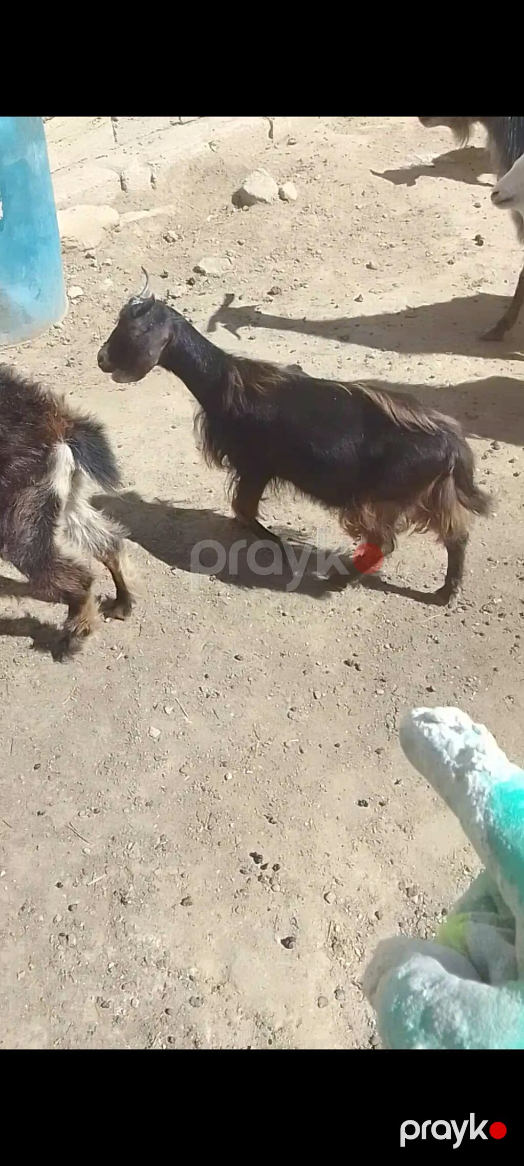 Allahın salamı olsun hər kəsə Qardaşlar damazlıq keçi və çəpışlər — Kənd təsərrüfatı heyvanları, Bakı (4)