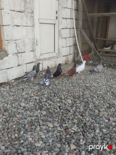 Enli Quyruqlar Tək Təkdə satılır Optovoy Satılır 10 Manatdan 30 manata — Mehdiabad