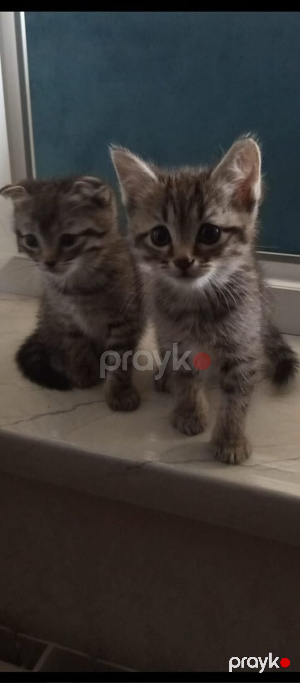 Tabbi — Pişiklər, Sumqayıt (8)
